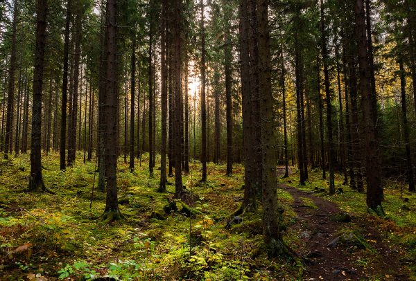 Sibeliuksen Metsä - Sibelius Forest